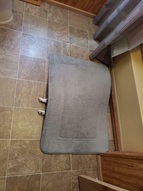 5 Kucing Ini Tahu Bener di Mana Harus Menempatkan Diri